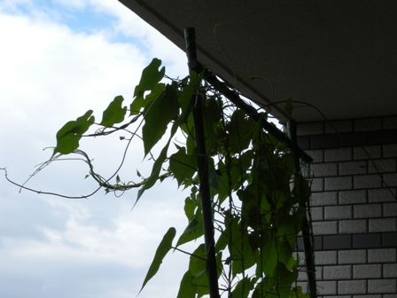 ベランダ活動_d0140705_12351129.jpg