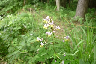 いろいろな花が咲き始めました_c0178008_20511282.jpg