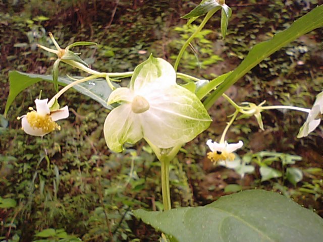 梅花甘茶【バイカアマチャ】の花_f0231709_17164340.jpg