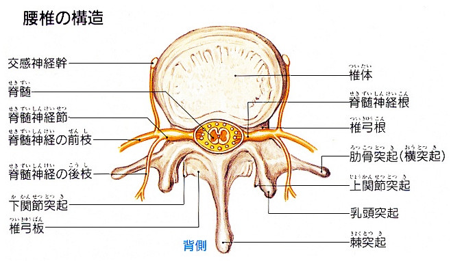 「腰部脊柱管狭窄症」について専門医に聞いた_a0118411_23105132.jpg