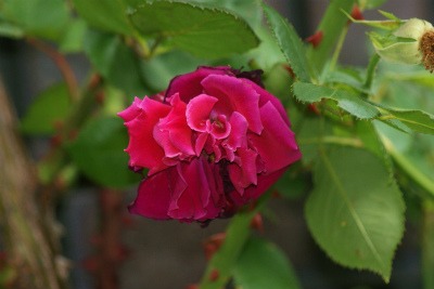 f0170524_1144243.jpg