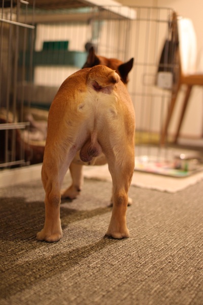おしり きょうのこげ