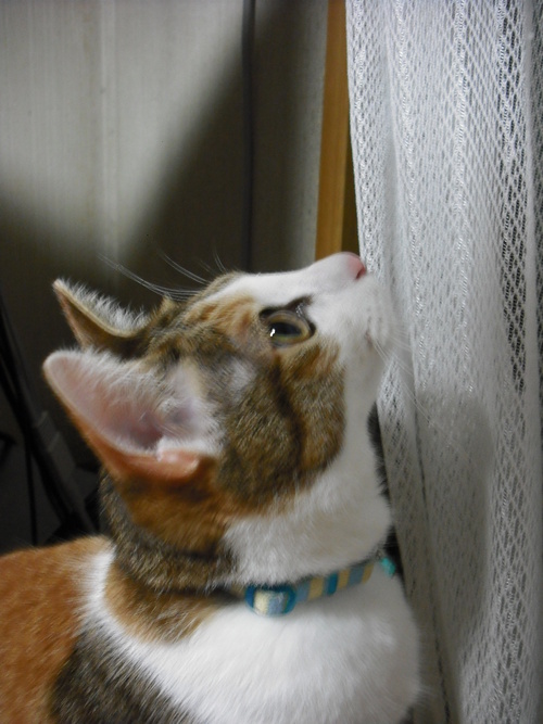 c0194042_1243786.jpg