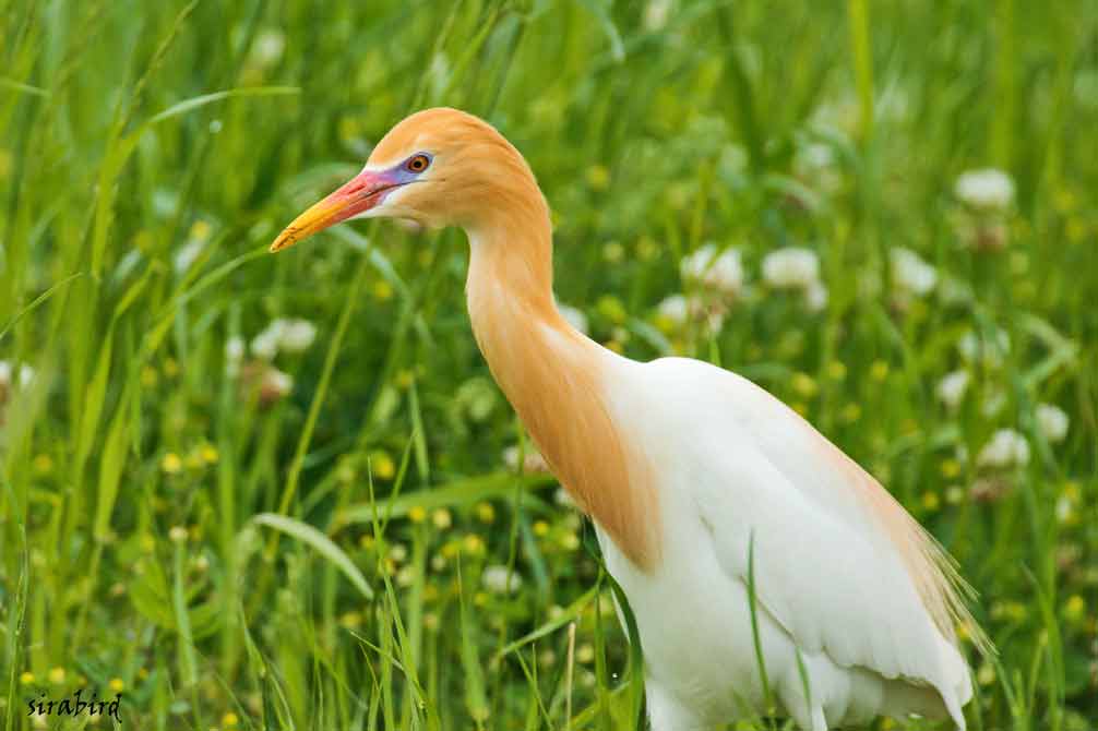 アマサギ 夏鳥 黄毛鷺 全長約51 チャレンジ 日々の散歩道 アマサギ 夏鳥 黄毛鷺 全長約51 チャレンジ 日々の散歩道