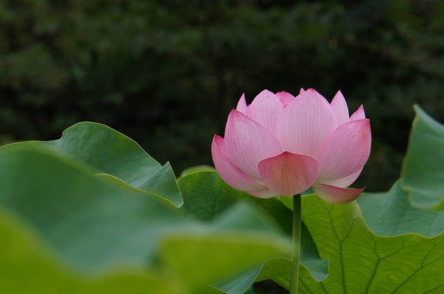 Lotus flower_a0257652_1645103.jpg