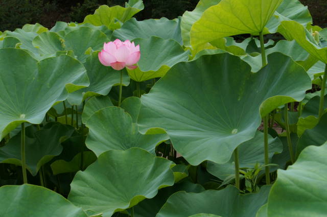 Lotus flower_a0257652_1646675.jpg