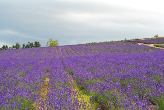 FURANO　２０１２_f0119255_14301538.jpg