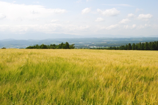 FURANO　２０１２_f0119255_144211.jpg