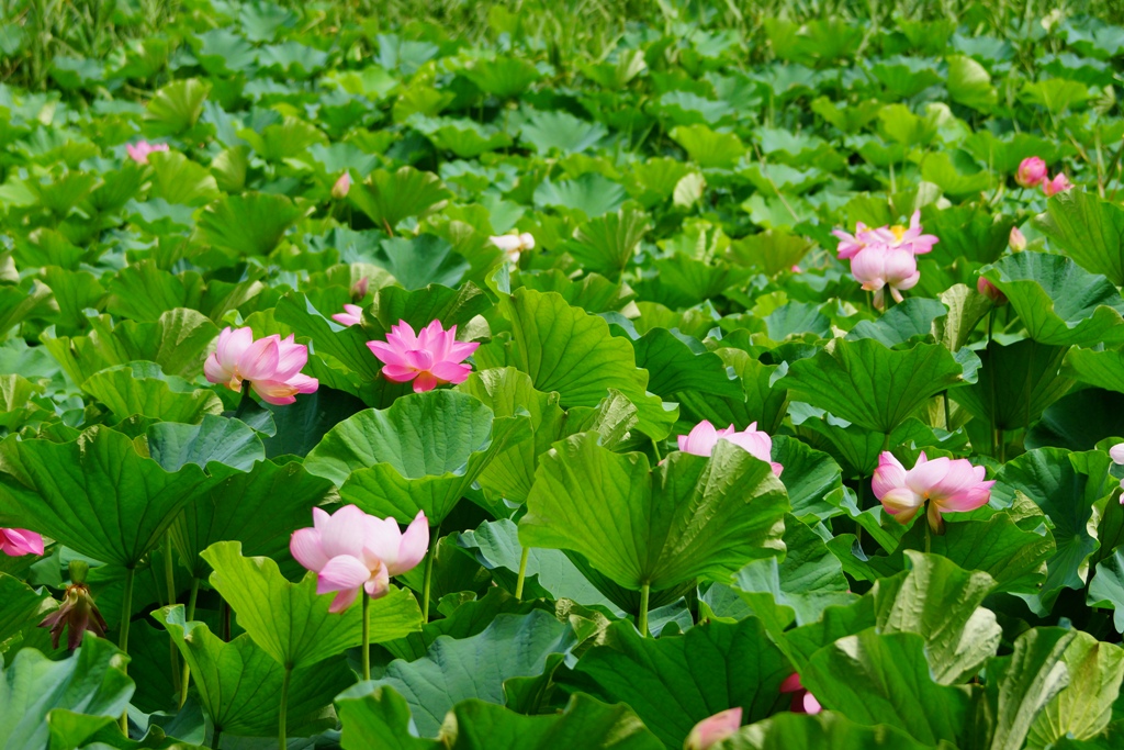 lotus(長野県千曲市「大雲寺」にて蓮の花）_e0223456_72361.jpg