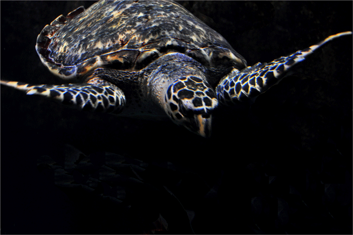       宮島水族館_f0183556_16421149.gif