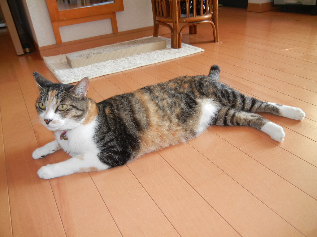 ’12,7,25(水)お花がいっぱい!_f0060461_11143354.jpg