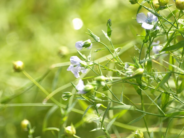 亜麻 アマ の花 風に揺れながら 自然風の自然風だより 亜麻 アマ の花 風に揺れながら 自然風の自然風だより