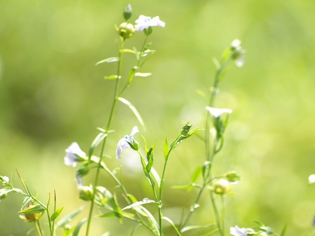 亜麻 アマ の花 風に揺れながら 自然風の自然風だより 亜麻 アマ の花 風に揺れながら 自然風の自然風だより
