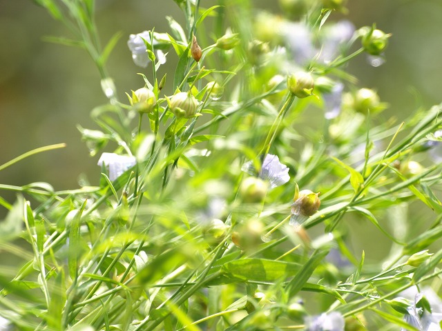 亜麻 アマ の花 風に揺れながら 自然風の自然風だより 亜麻 アマ の花 風に揺れながら 自然風の自然風だより