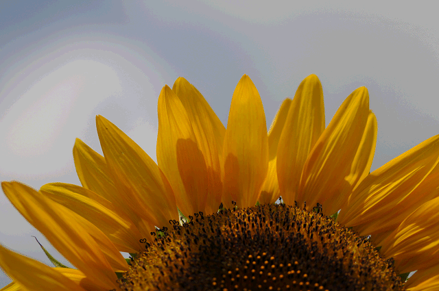 a0275782_21225063.gif
