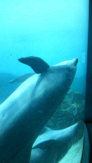 夏。_d0178587_12322454.jpg