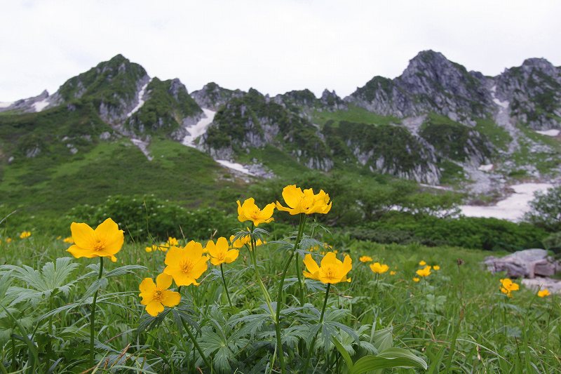 木曽駒ケ岳の花　その4_f0000789_1013396.jpg