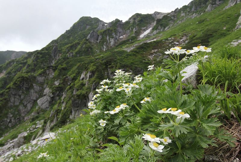 木曽駒ケ岳の花　その4_f0000789_10141858.jpg