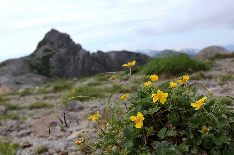 木曽駒ケ岳の花　その4_f0000789_10144486.jpg