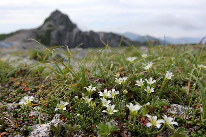 木曽駒ケ岳の花　その4_f0000789_10174689.jpg