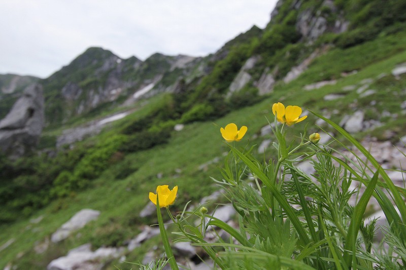 木曽駒ケ岳の花　その4_f0000789_10181316.jpg