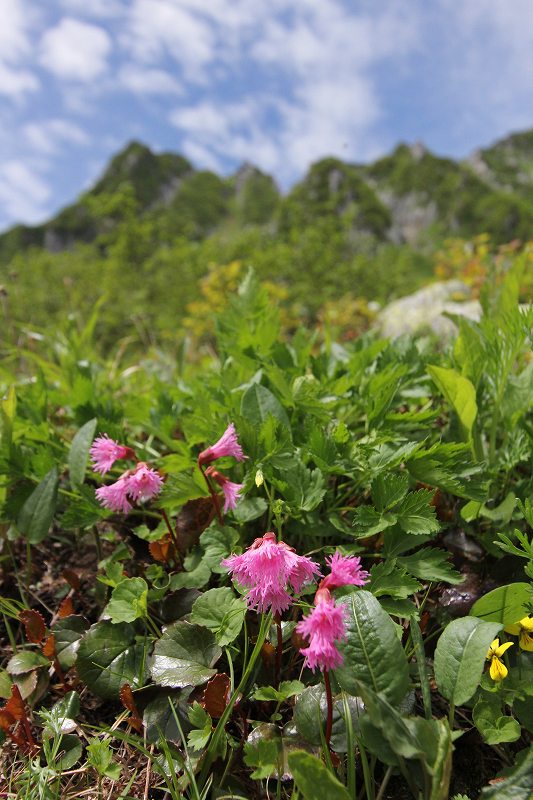 木曽駒ケ岳の花　その4_f0000789_10204216.jpg