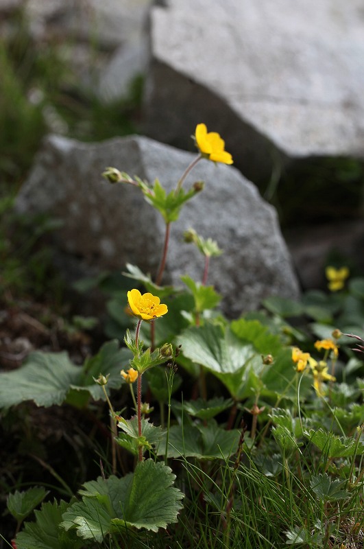 木曽駒ケ岳の花　その4_f0000789_21105094.jpg