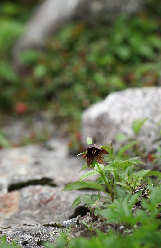 木曽駒ケ岳の花　その4_f0000789_215127100.jpg