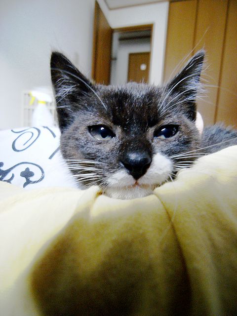 a0093592_036688.jpg