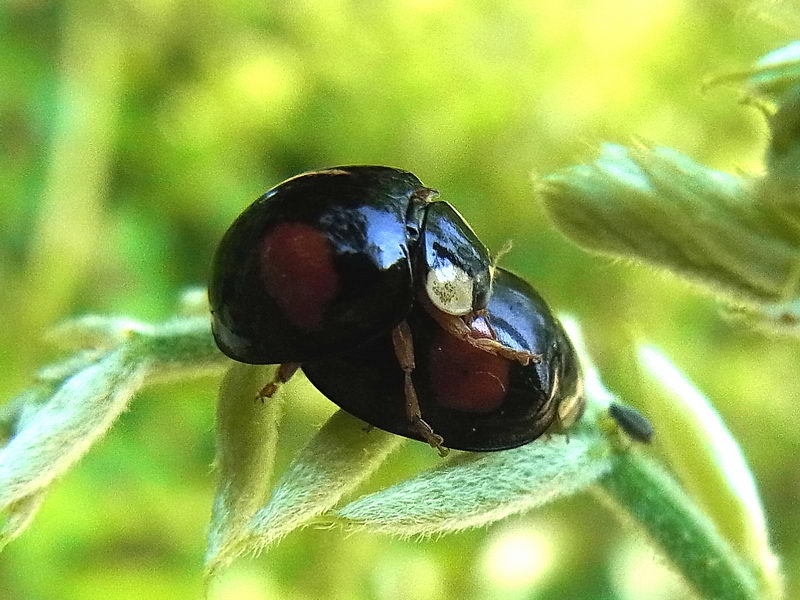 ナミテントウ（舞鶴公園 2012/05/22撮影）_f0204094_11555493.jpg