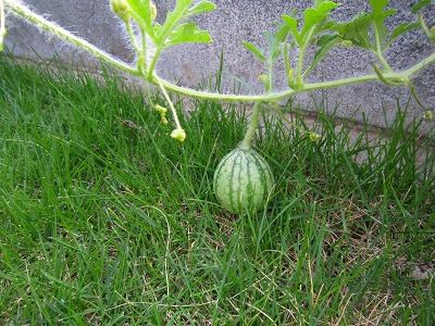 e0227996_06560.jpg