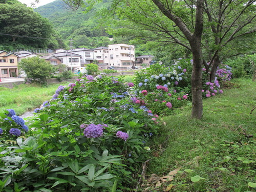 温海（あつみ）川沿いに咲く紫陽花（１３）_c0075701_22131312.jpg