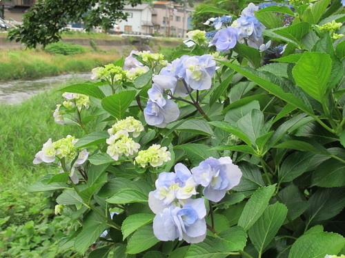 下田公園の日本一の紫陽花・３６_c0075701_2223353.jpg