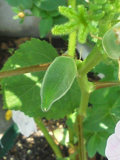 b0031710_11595985.jpg