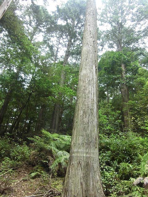 ロマンあふれる森林づくり　伊勢神宮の宮域林と式年遷宮_f0141310_8045.jpg