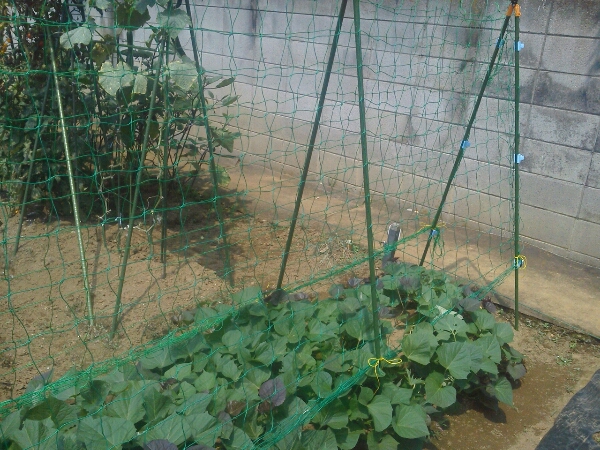 c0246826_1036749.jpg