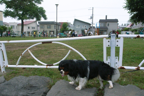 暑くて30℃超えて・・辛い。_c0051132_21123839.jpg