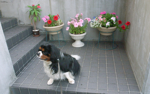 暑くて30℃超えて・・辛い。_c0051132_2127525.jpg