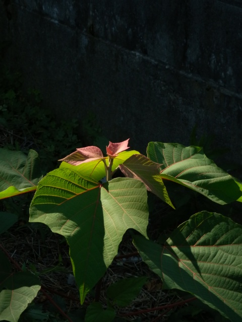 f0029038_2145521.jpg