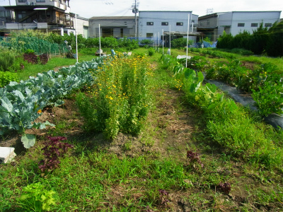 もぎたて野菜BBQ＠テルってる畑。のご案内（7/29）_b0254840_23194169.jpg