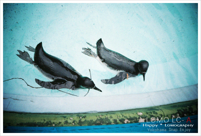 LOMO * ペンギン_b0049843_20282638.jpg