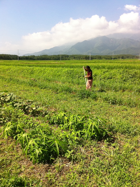 今日の畑〜夏野菜ぞくぞく〜_b0240649_132631.jpg