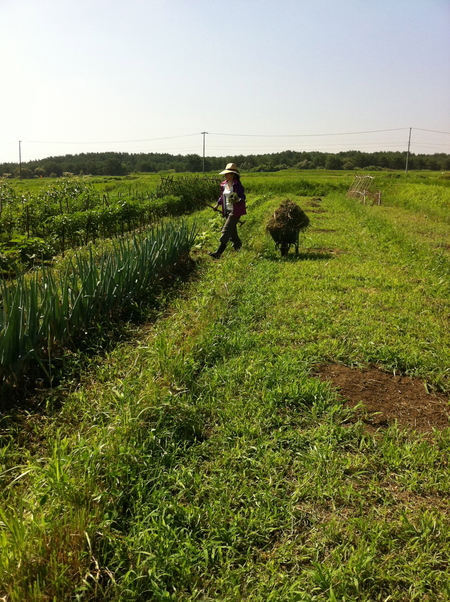 今日の畑〜夏野菜ぞくぞく〜_b0240649_13272327.jpg