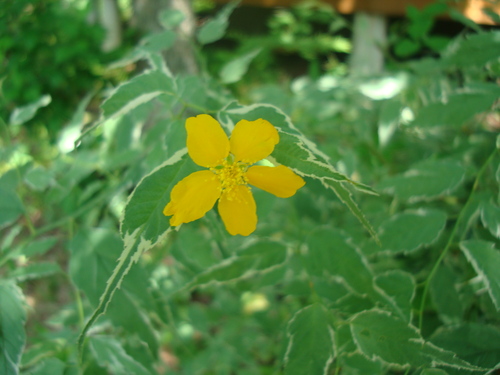 夏の花々ーその２_f0198556_1534388.jpg