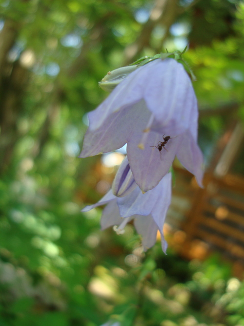 夏の花々ーその２_f0198556_15392544.jpg