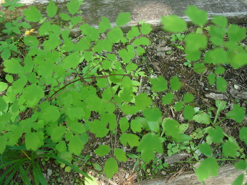 夏の花々ーその２_f0198556_154985.jpg