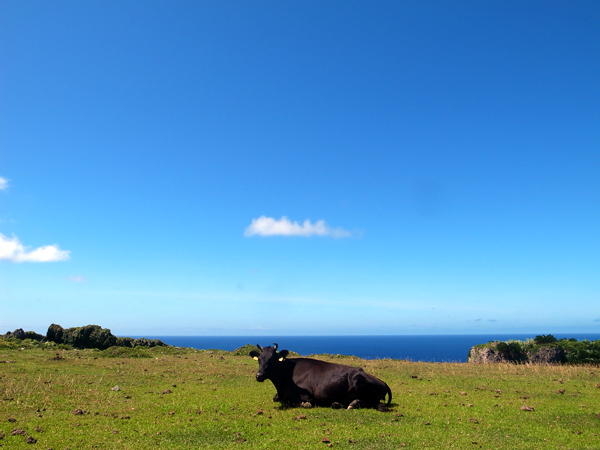 ナルティス社員旅行2012＠与那国島レポートvol.7_c0048265_11759.jpg