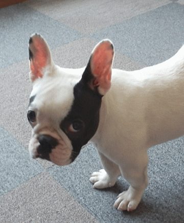 d0152869_21244844.gif