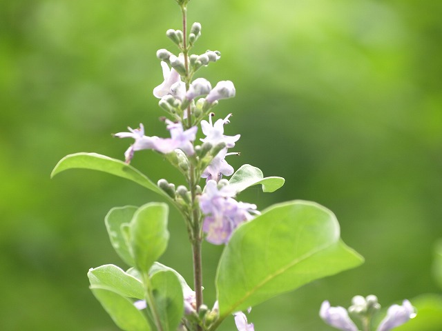 『浜栲(ハマゴウ)の花』_d0054276_20412727.jpg