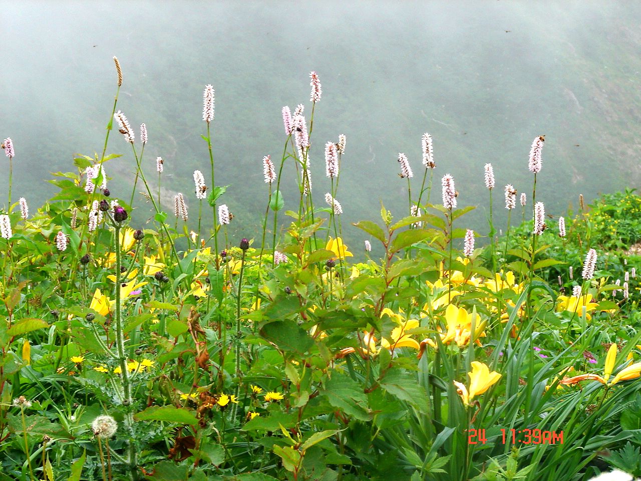 No.0895　白山お花畑　　白山その②_f0104277_19495145.jpg